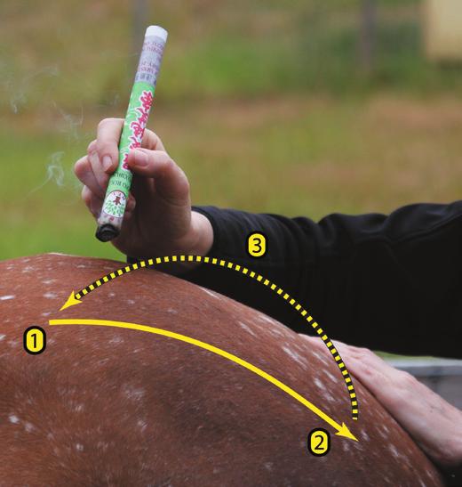 A: Using a smooth slow movement, move the tip of the moxa stick in and out from the horse s side. B: Draw small slow circles in either direction over an acupoint or muscle.