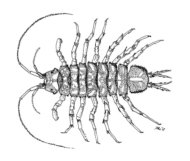 4. Isopod types Fig. 4.1 Asellus aquaticus (dorsal view). There are two native surface water species of the family Asellidae: Asellus aquaticus (Fig. 4.1) and Proasellus meridianus (plus one subterranean species Proasellus cavaticus).