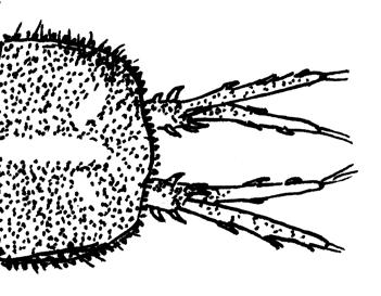 Fig. 4.2 Jaera istri, (dorsal view). Fig. 4.3 End of abdomen of isopods, showing uropods (arrowed). Left: Asellidae; right: Jaera istri.