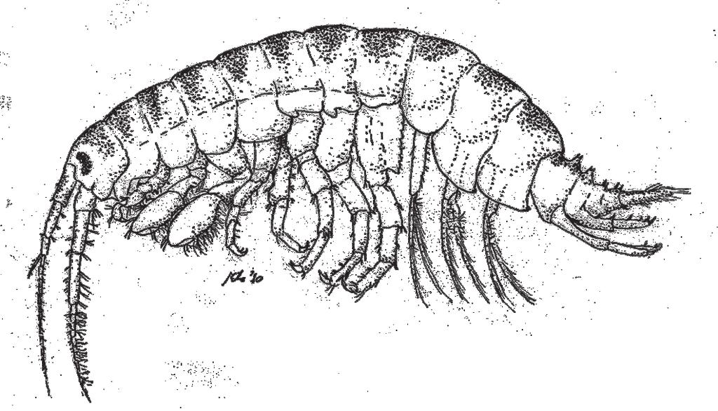 e. Dikerogammarus (family Gammaridae) Fig. 7.8 Dikerogammarus villosus. Determination of the genus Dikerogammarus is straightforward, as the conical projections on the urosome are distinctive.
