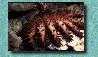 Photo 13. The crown of thorns starfish is a venomous creature that feeds on coral. It inverts its stomach to cover and digest the live coral, leaving only the skelaton behind. American Samoa.