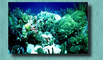 The actual physical conditions that limit the geographic distribution of coral reef growth in the oceans are subtle.