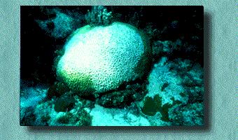 Photo 7. Though it is difficult to generalize about the condition of U.S. coral reefs, this bleached brain coral is an example of a stressed coral.