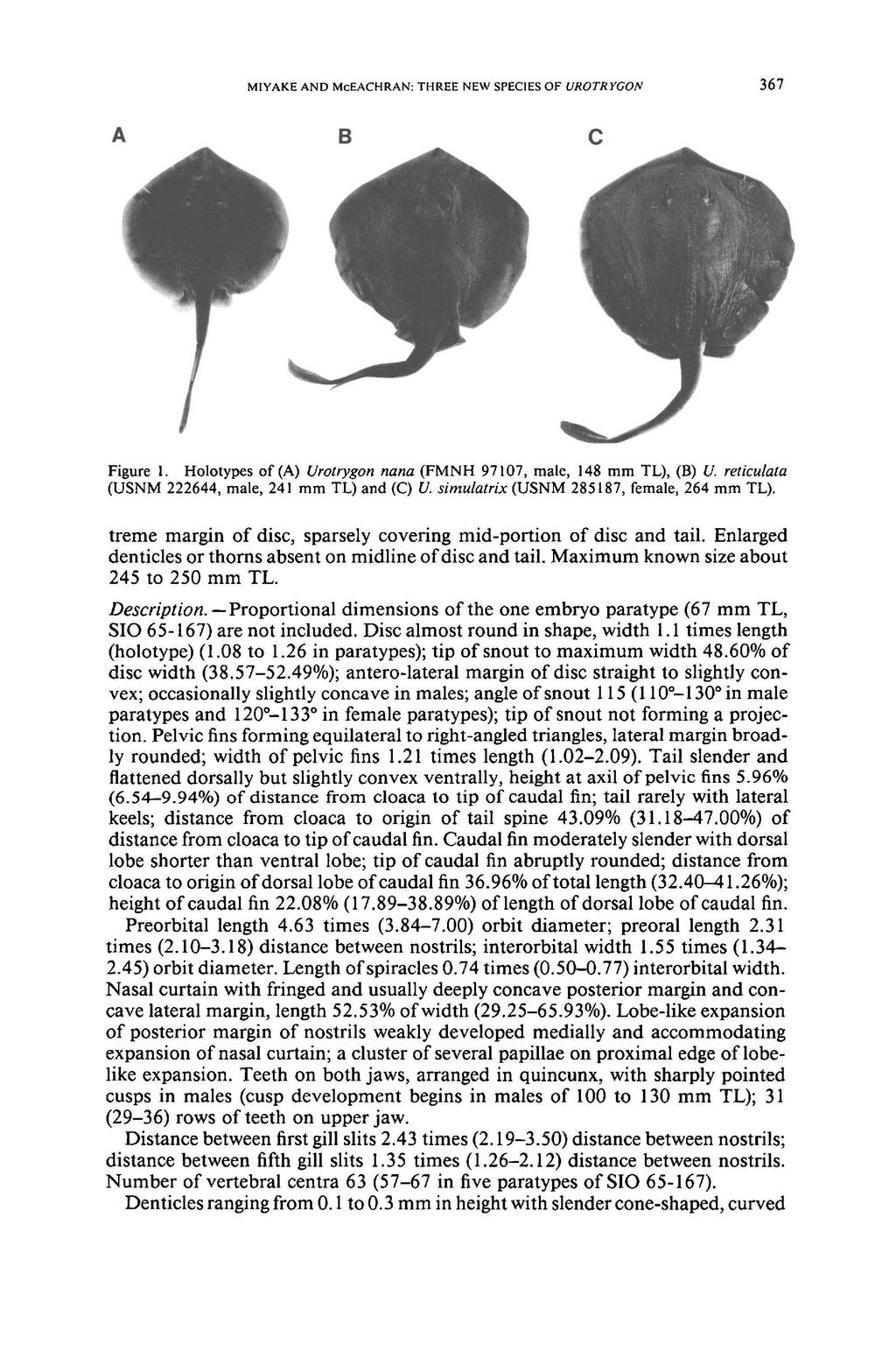 MIYAKE AND McEACHRAN: THREE NEW SPECIES OF UROTRYGON 367 A B c Figure I. Holotypes of (A) Urotrygon nana (FMNH 97107, male, 148 mm TL), (B) U. reticulata (USNM 222644, male, 241 mm TL) and (C) U.