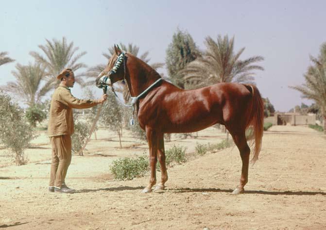 Anter (Hamdan x Obeya) 1945 chestnut stallion, rich in the blood of Prince Kemal El Dine s breeding program.
