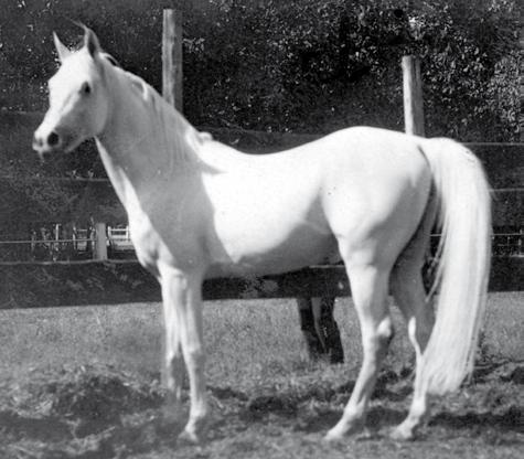 The stallion Nasr also called Manial, (Rabdan El Azrak x Bint Yamama). A successful racehorse, he left one son, Ibn Manial (x Bint Ebeya), in Egypt and then was exported to the U.S.