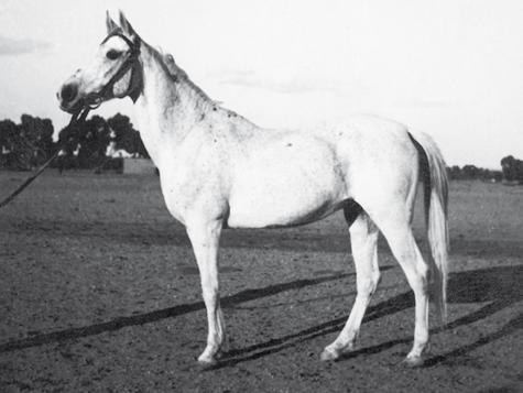 Farida (Saklawi II x Nadra El Saghira) 1921 grey mare