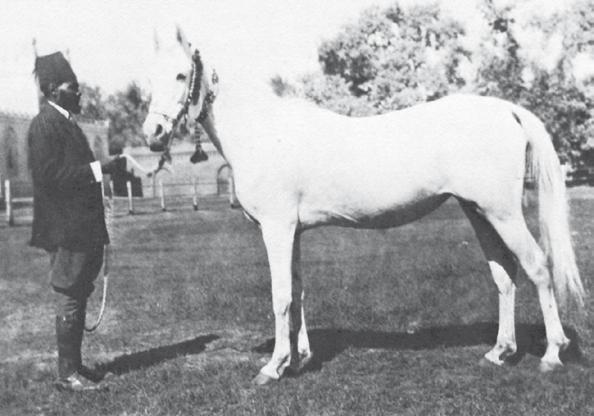 Bint Saada (Ibn Samhan x Saada, a grand daughter of Dalal Al Zarka) 1930 chestnut mare imported to the U.S. in 1932 by Henry Babson, she is of the same female line as Moniet El Nefous.