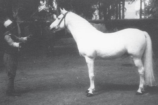 Rasheed (Jamil x Zareefa) 1917 grey stallion photographed at Prince Kemal El Dine s stud by Jack Humphrey in 1932, Photo courtesy of the late Carol Lyon s collection The breeding of Prince Kemal El