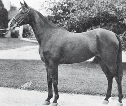 Bint Dalal, Zareefa and Fayda all predominate the breeding of the Inshass stud while the Serra family is mainly from the Babson breeding with a rare line coming from Egypt to Germany then to the U.S. [See Desert Heritage n.