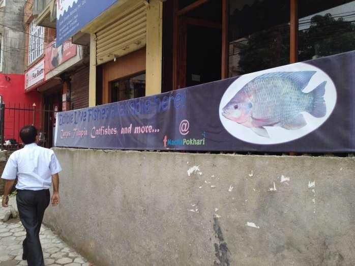 Nepal Live tilapia sales Farmed in south