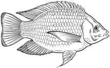 Pathways in the use of tilapia as biomanipulator (and disease control?