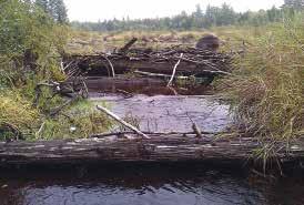feeder (tributary) streams, ponds, and even large lakes. However, past land use practices have left the landscape in need of repair.
