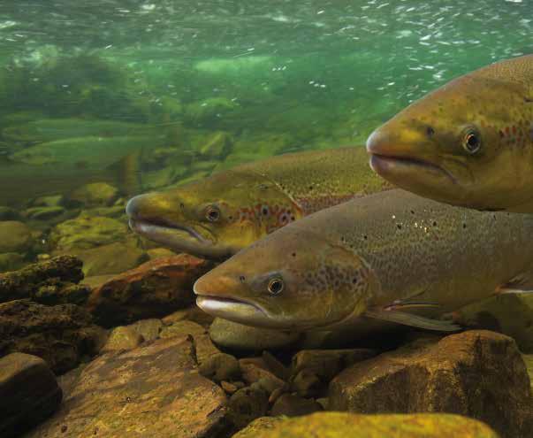 Atlantic Salmon in Atlantic salmon populations in Maine are in crisis. The five year average return to Maine s rivers is about 1,000 fish less than 1% of the historic run.