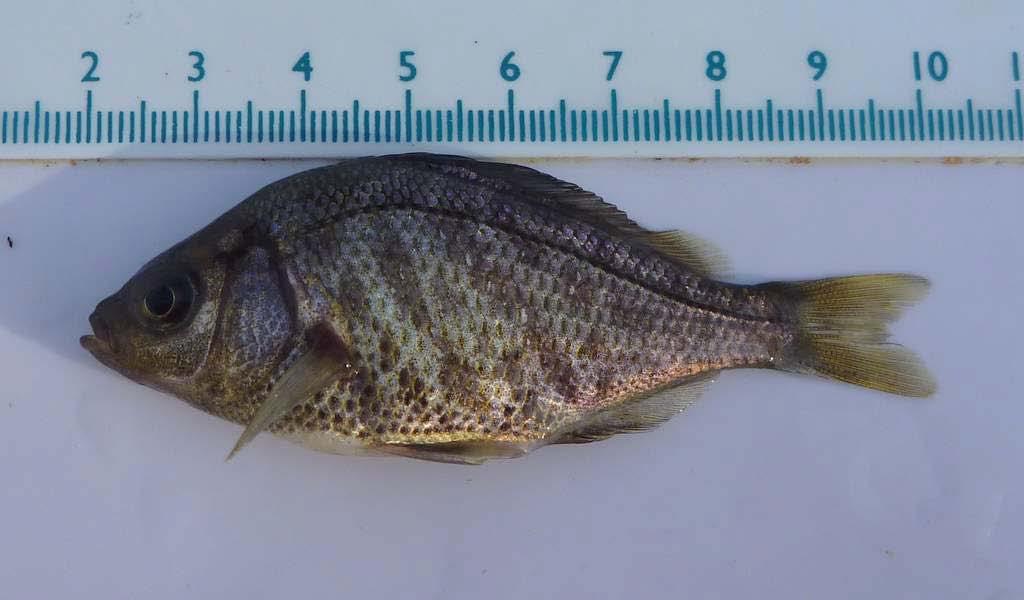 Unidentified salmonid species fry