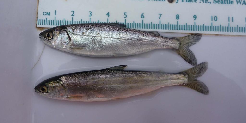 Comparison of unknown species (bottom) with known Chinook (top) Chinook Dorsal spotting Rim of Pigment on Adipose Fin Deep