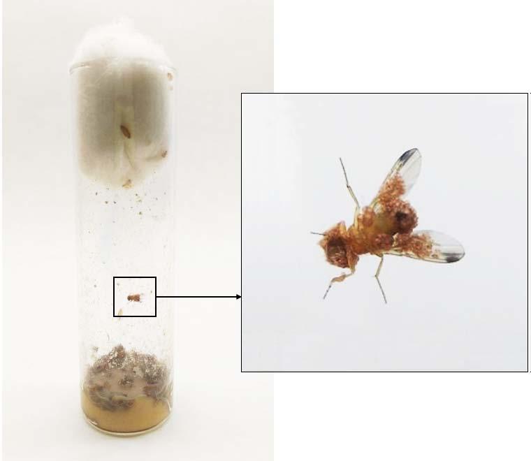 188 Technique Notes Dros. Inf. Serv. 100 (2017) Figure 2. Rearing D. suzukii at the laboratory. Fly culture infected with mites (left). In detail, a male infected with mites.