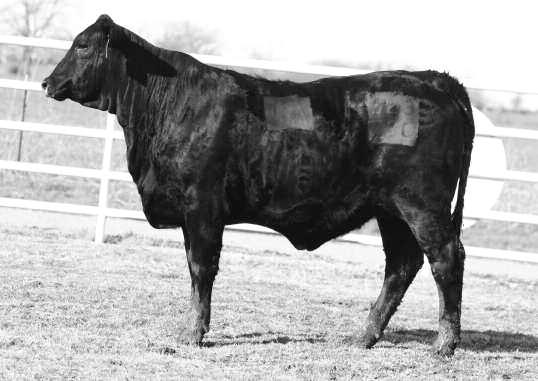 20 RBM MS TOO KOOL 129Z5 R#: 10240655 Calved: 9/5/12 Fall Bred Heifer Herd ID: 129Z5 Gen: 3rd From Red Bird Meadows She is a pounds heavy Too Cool daughter out of a Jethro daughter that traces back