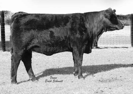 Lot 23 Ms CJ Bliss 23 MS CJ BLISS R#: 10232348 Calved: 11/29/12 Fall Bred Heifer Herd ID: 430Z2 Gen: 5th From Conner Jackson She is a Laredo daughter out of a 607L11, out of a News Maker bred female