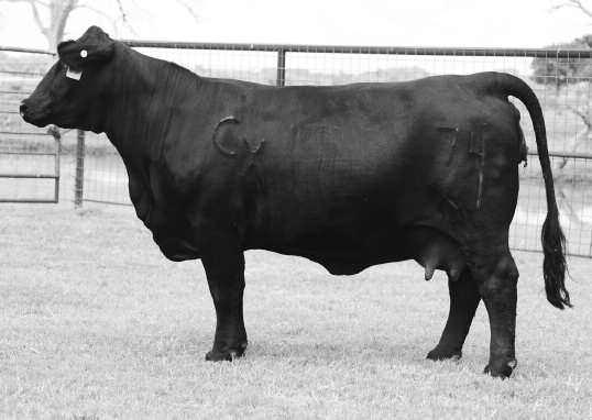27 Herd ID: 820Z4 Gen: 4th From Indian Hills Ranch She is a power cow who blends curve bending birth weight with outstanding growth, ranking in the breed's top 35% BW and top 15% WW and REA with top