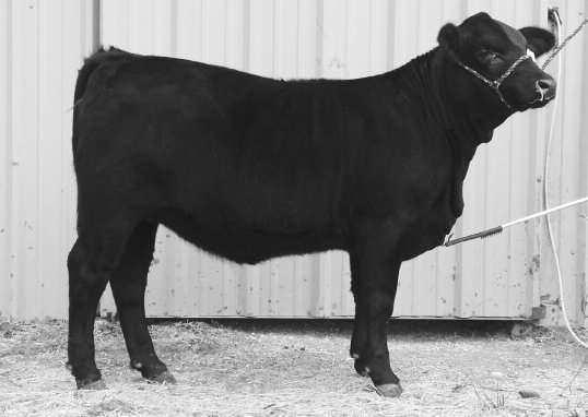 Lot 29 AAA Ms Spartacus 804A2 29 Herd ID: 804A2 Gen: 4th From Aimee Adamek She is sired by Spartacus out of a Hercules daughter from the famed 804 cow family. She is halter broken and gentle.