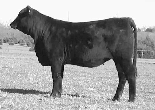 Lot 38 Braley s Ms Guardian 789A 38 BRALEY'S MS GUARDIAN 789A R#: 10234923 Calved: 3/4/13 Open Heifer Herd ID: 789A Gen: 6th From Braley Brangus A powerful Guardian heifer.