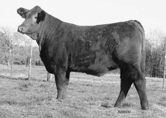 1st From McDonald Ranches MCR Miss Red Ace 231/3 is a first generation 3/8th x 5/8th's sired by Weid's Red Ace 43/T,