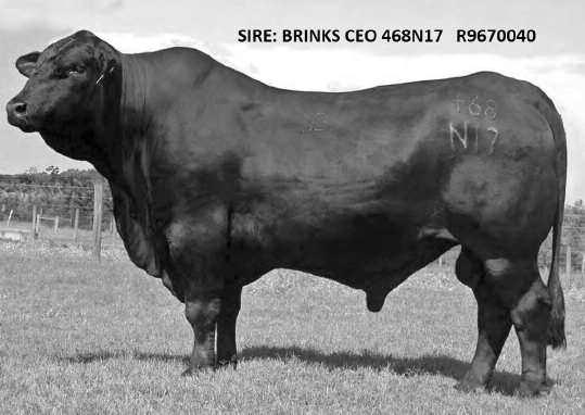 5 HRR CEO KNOCKOUT 126X R#: 10178414 Calved: 9/1/10 Spring Bred Cow Herd ID: 126X Gen: 5th From Happy R Ranch Eight traits above 30%.
