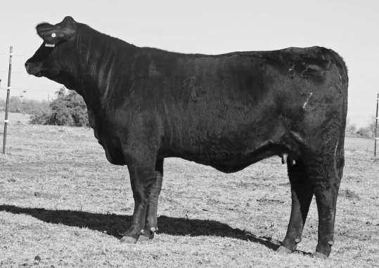 10 CB MS ONSTAR 222Z3 R#: 10225429 Calved: 3/8/12 Spring Bred Heifer Herd ID: 222Z3 Gen: 4th From Cavender Brangus She is a powerful Onstar daughter out of a full sister to the dam of Lombardi.