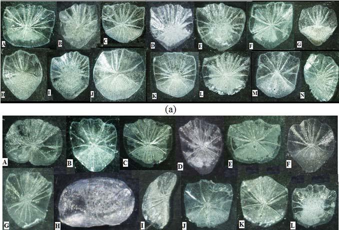 1992, 41: 355-362. [4] H.R. Esmaeili and Z. Gholami. Scanning electron microscopy of the scale morphology in Cyprinid fish Rutilus frisii kutum Kamenskii, 1901 (Actinopterygii: Cyprinodontidae). Iran.