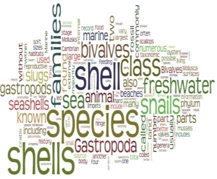 What is your favorite type of mollusk? Page 12 Fold Shells Page 1 List two interesting facts about it: 1. 2.