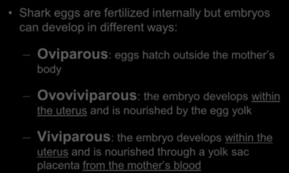 Shark eggs are fertilized internally but embryos can develop in different ways: Oviparous: eggs hatch outside the mother s body Ovoviviparous: the embryo develops within the uterus and is nourished