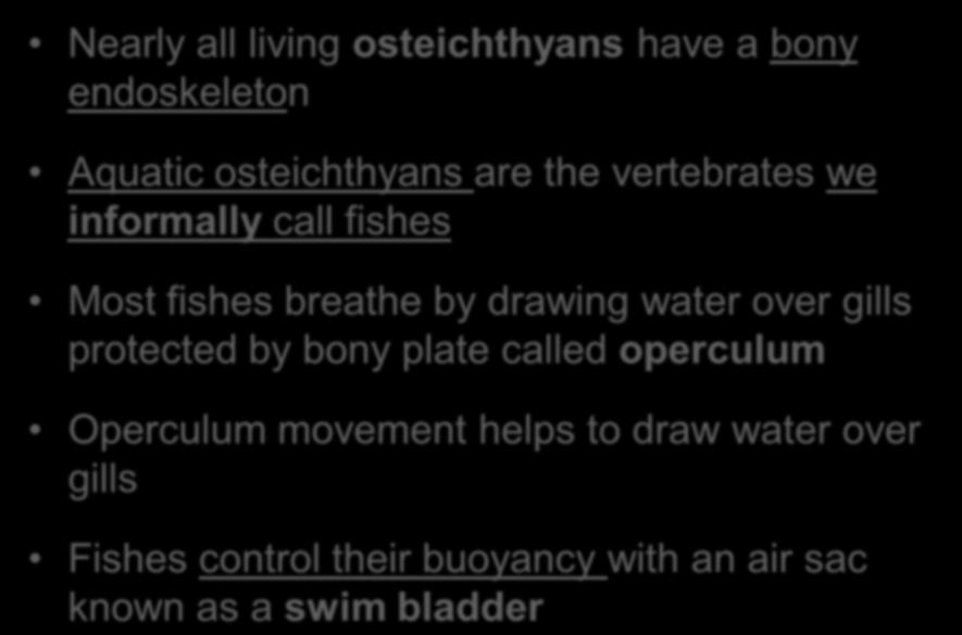 Nearly all living osteichthyans have a bony endoskeleton Aquatic osteichthyans are the vertebrates we informally call fishes Most fishes breathe by drawing water over gills protected by bony plate