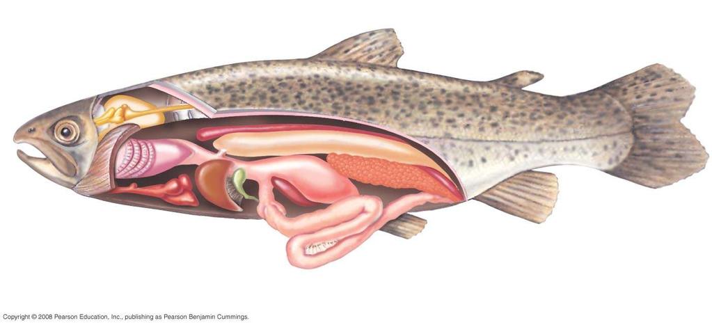 Fig. 34-16 Anatomy of a trout, a ray-finned fish Brain Spinal cord Swim bladder Dorsal fin Adipose fin (characteristic of trout) Caudal