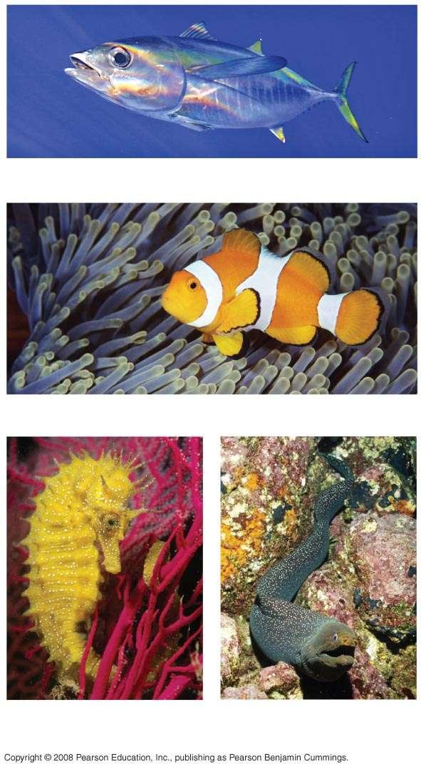 Fig. 34-17 (a) Yellowfin tuna (Thunnus albacares) (b) Clownfish (Amphiprion