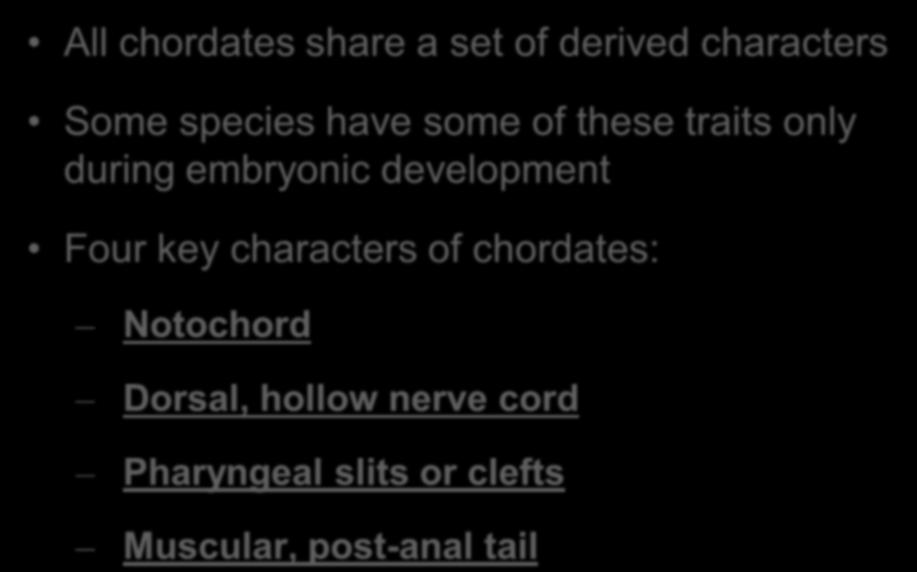 Derived Characters of Chordates All chordates share a set of derived characters Some species have some of these traits only during embryonic development Four key characters of