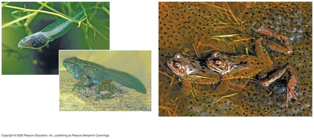 Fig. 34-22 The dual life of a frog (Rana temporaria)