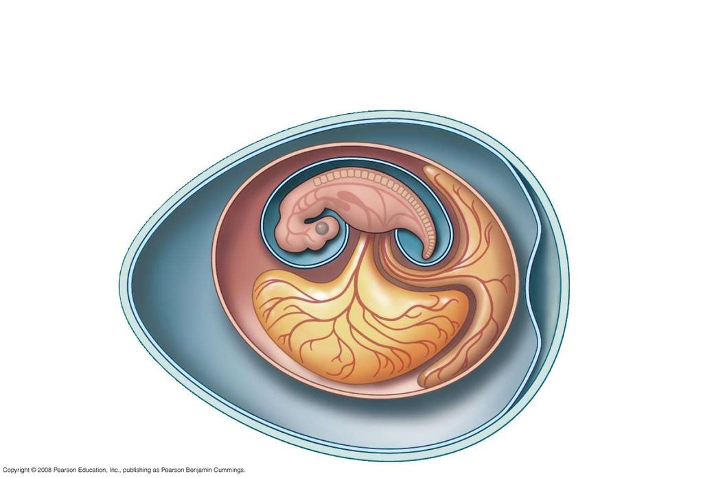 Fig. 34-25 Amnion Allantois Chorion Yolk sac Embryo