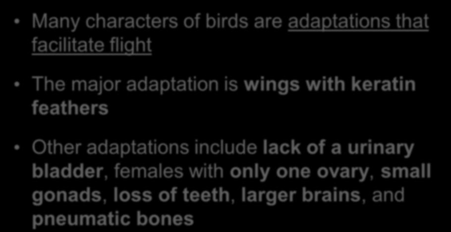 Derived Characters of Birds Many characters of birds are adaptations that facilitate flight The major adaptation is wings with keratin feathers Other adaptations include lack of a