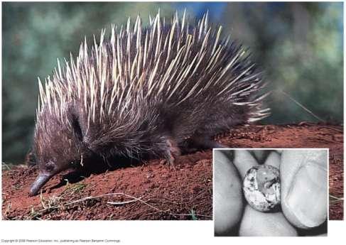 egg-laying mammals consisting of echidnas and the platypus They lack