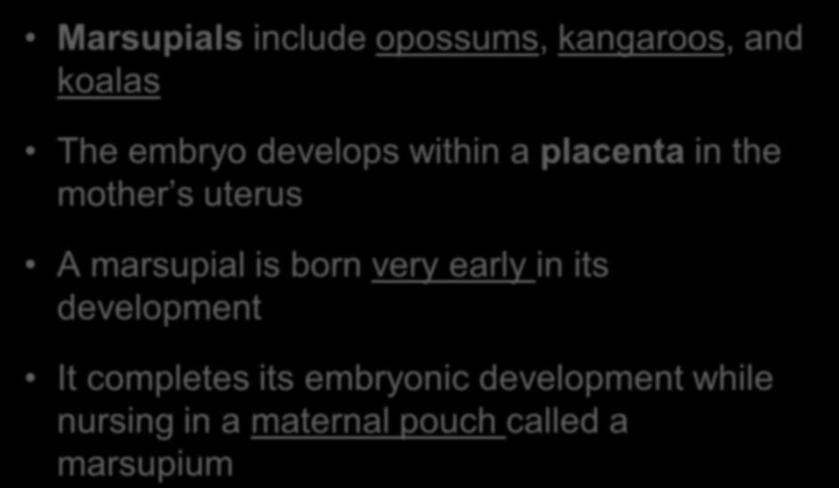 Marsupials include opossums, kangaroos, and koalas The embryo develops within a placenta in the mother s uterus A marsupial is born very early in its development It
