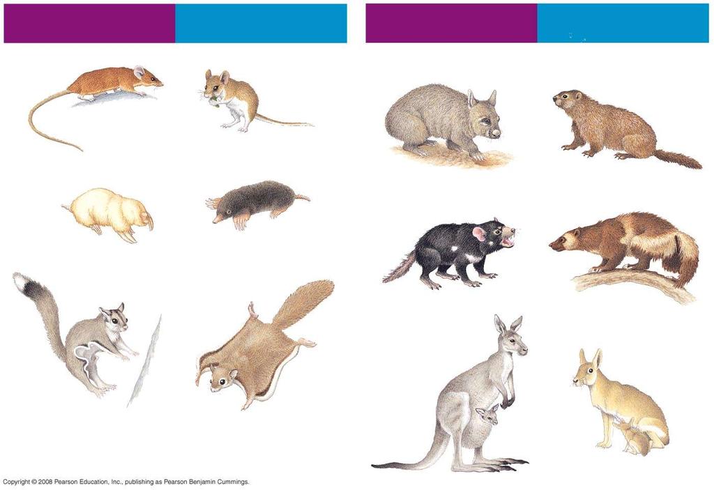 Fig. 34-34 Marsupial mammals Eutherian mammals Marsupial mammals Eutherian mammals Plantigale Deer mouse