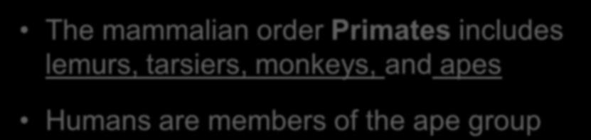Primates The mammalian order Primates includes lemurs, tarsiers, monkeys, and apes Humans are members of the ape group There are three main groups of living primates: