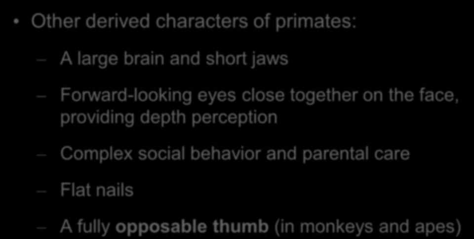 Derived Characters of Primates Most primates have hands and feet adapted for grasping Other derived characters of primates: A large brain and short jaws Forward-looking eyes close together on the