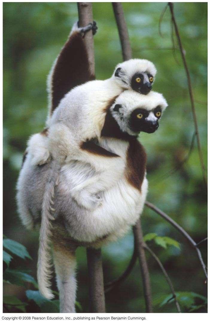 Fig. 34-36 Coquerel s sifakas