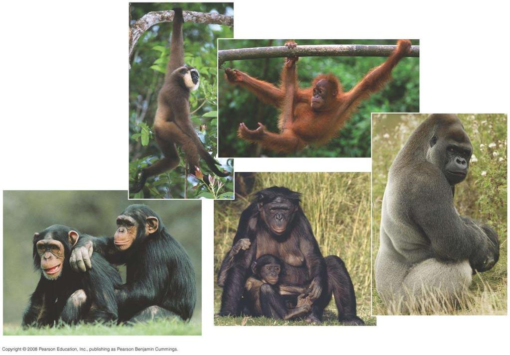 Fig. 34-39 (a) Gibbon (b) Orangutan