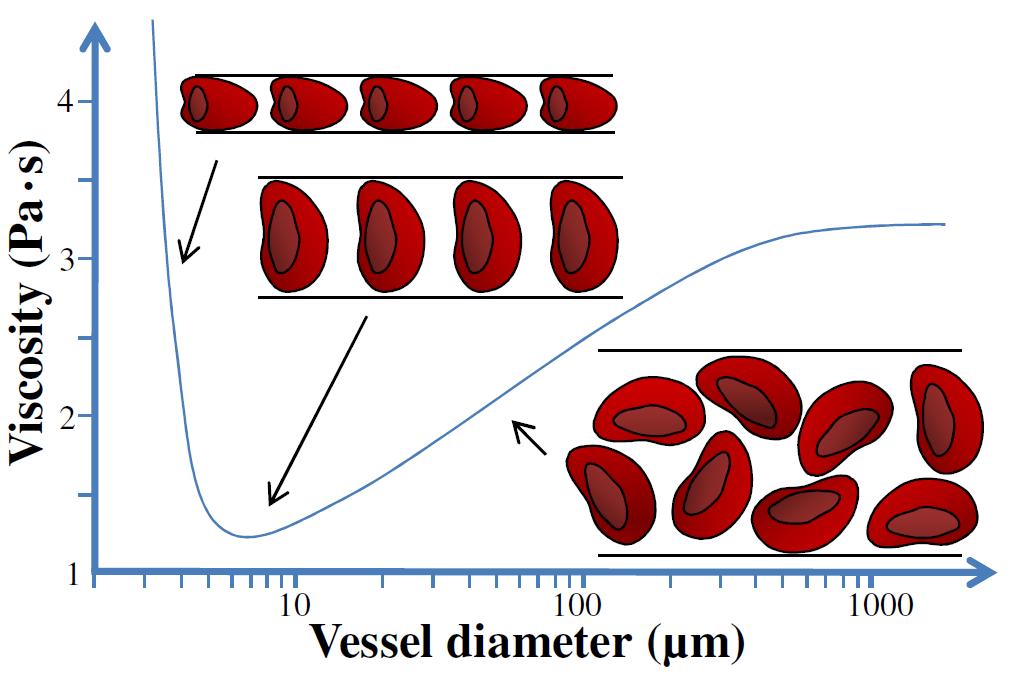 Fig. 7 Illustrates the viscosity as a function of vessel diameter for blood with a hematocrit of 45% simulated with a model by Pries et al. [71].