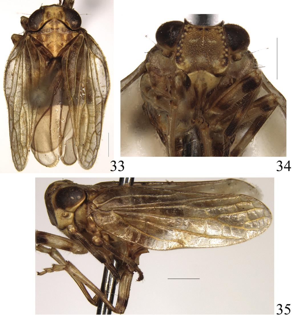 Descriptions of new species of the genera Sarima Melichar and Sarimodes... 105 Figures 33 35. Sarimodes parallelus sp. n. 33 adult, dorsal view 34 frons and clypeus 35 adult, lateral view.