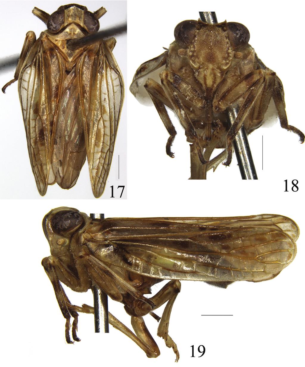 Descriptions of new species of the genera Sarima Melichar and Sarimodes... 101 Figures 17 19. Sarimodes clavatus sp. n. 17 adult, dorsal view 18 frons and clypeus 19 adult, lateral view.
