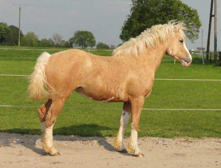 Dun Appaloosa - Snowmans Magic, Stallion bred and owned by Shelly